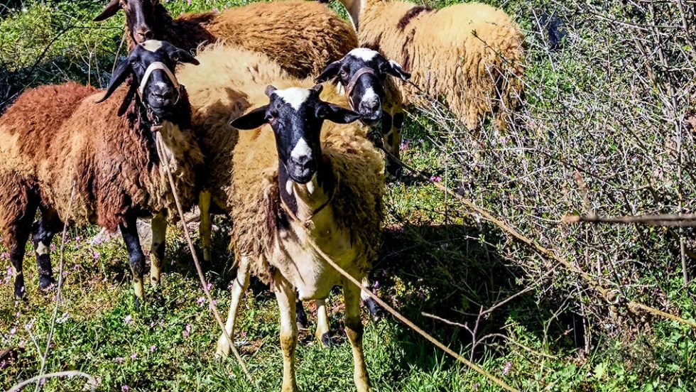 Αφθώδης στην Τουρκία φέρνει «πυρετό» στον Εβρο